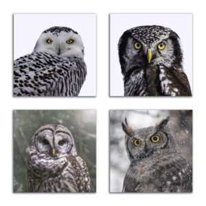 The Owls - A Set