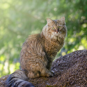 Capture the Spirit - Onsite