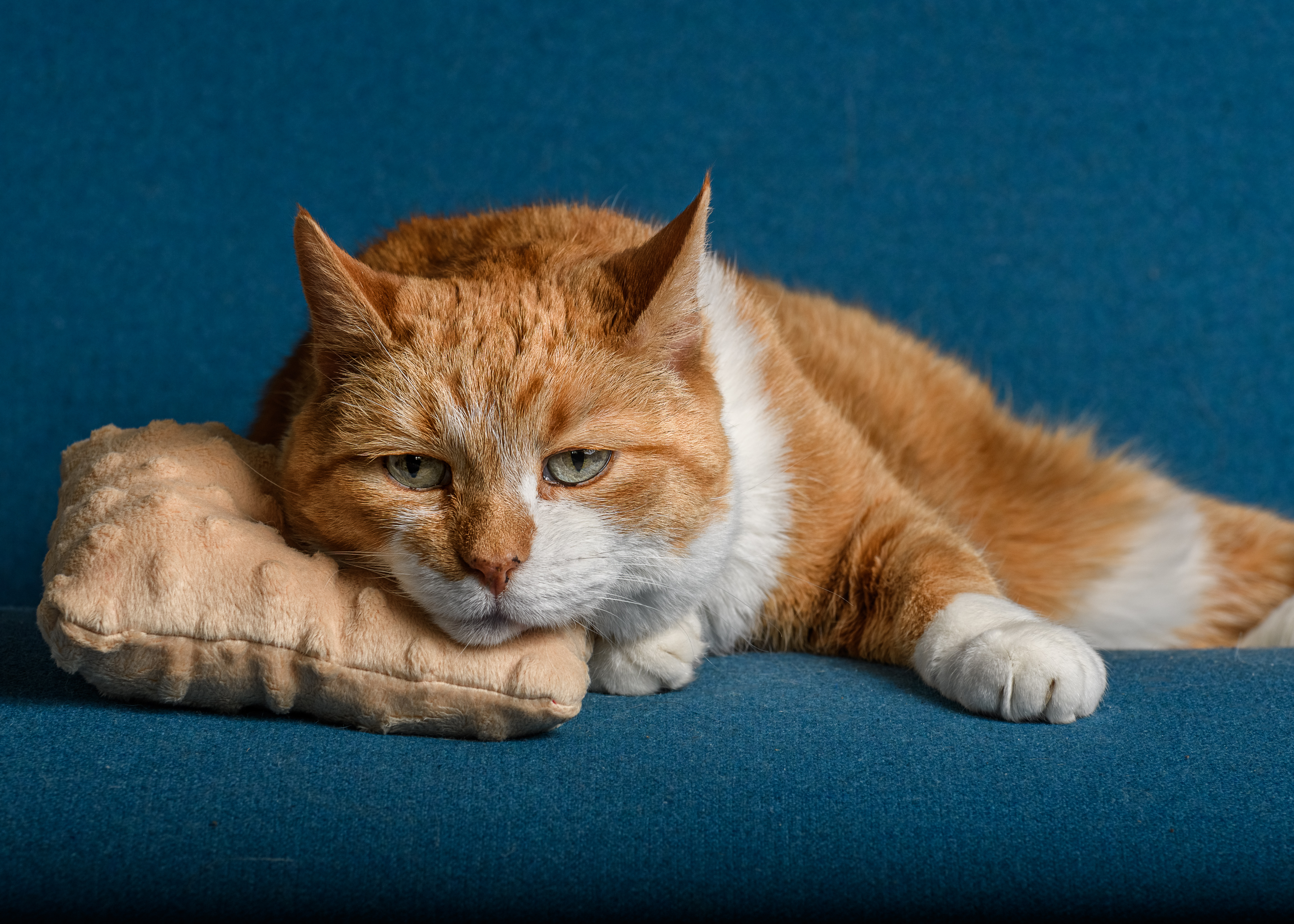 Capture the Spirit - Studio