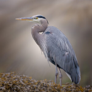 Pacific Great Blue Heron
