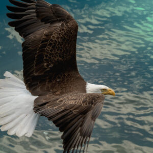 Bald Eagle