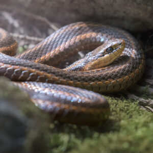 Garter Snake